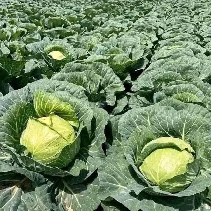 cabbages